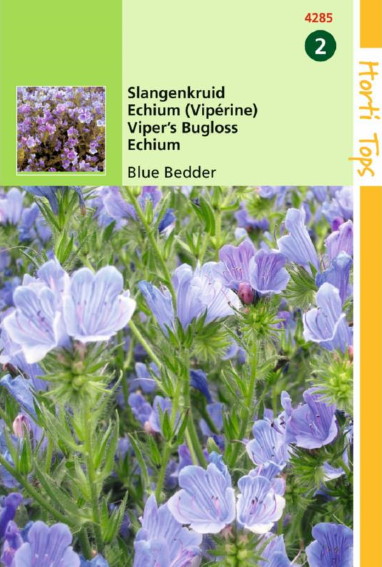 Wegerichblttriger Natternkopf (Echium) 250 Samen HT